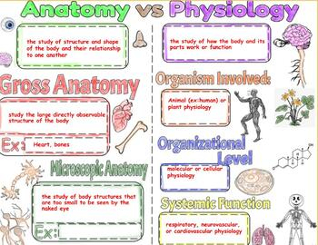 Unit 1 1 Anatomy Vs Physiology TPT