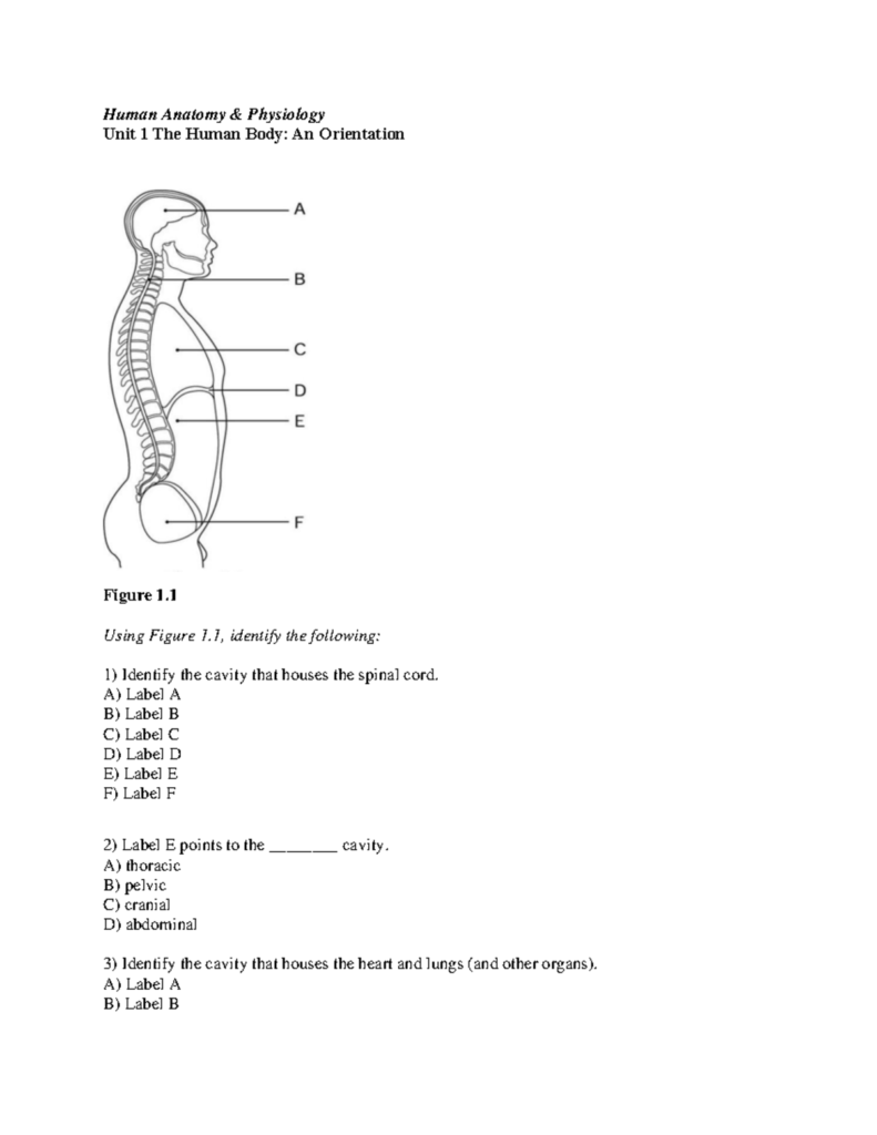 Unit 1 Test Human Anatomy Physiology Unit 1 The Human Body An 