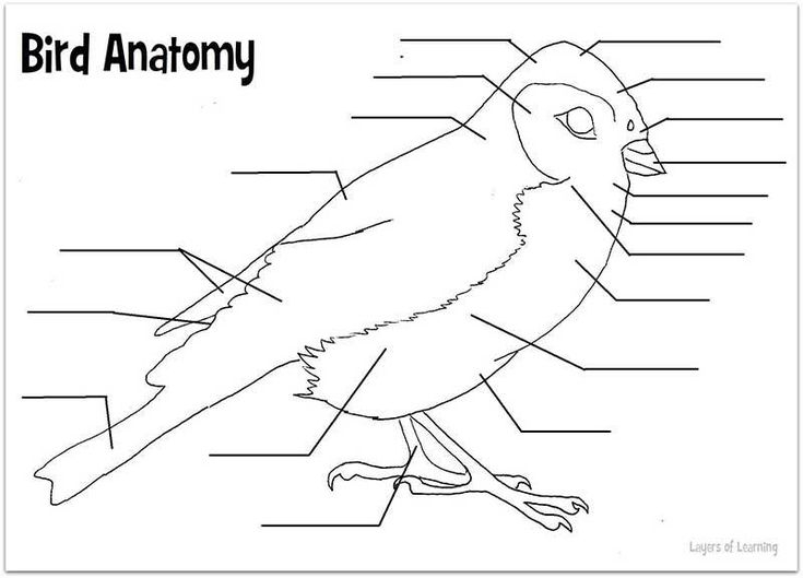 Unit 3 4 Birds For Kids Worksheets For Kids Anatomy