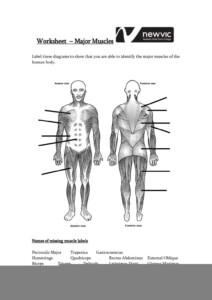 Unlabeled Muscle Diagram Worksheet Muscle Diagram Skeletal System