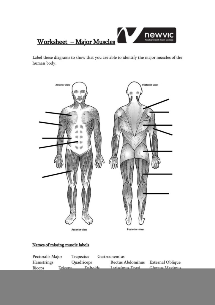 Unlabeled Muscle Diagram Worksheet Muscle Diagram Skeletal System 