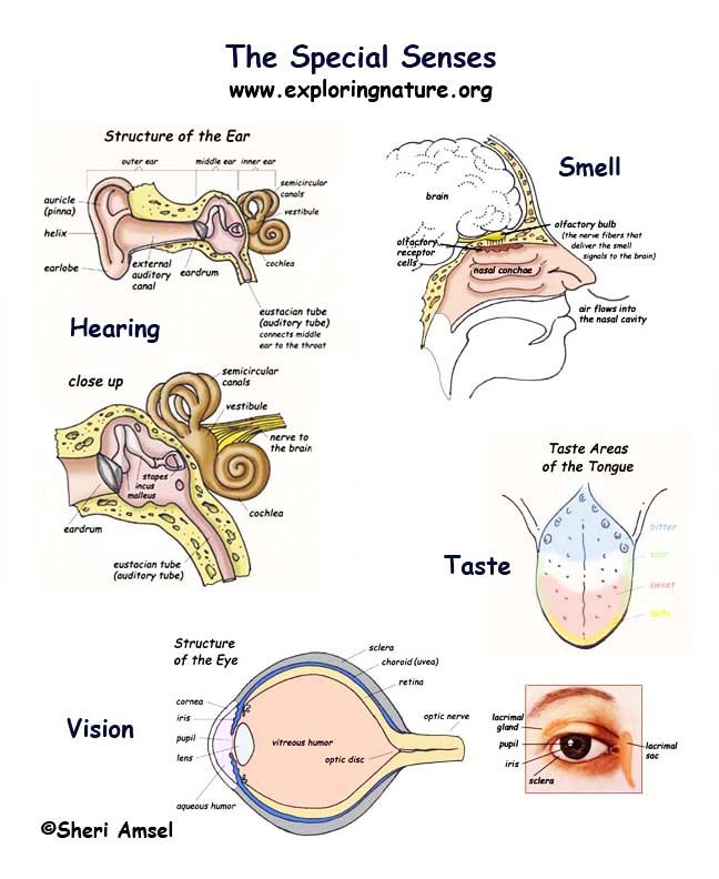 Unlock The Secrets Of Your Senses With Our Anatomy And Physiology 