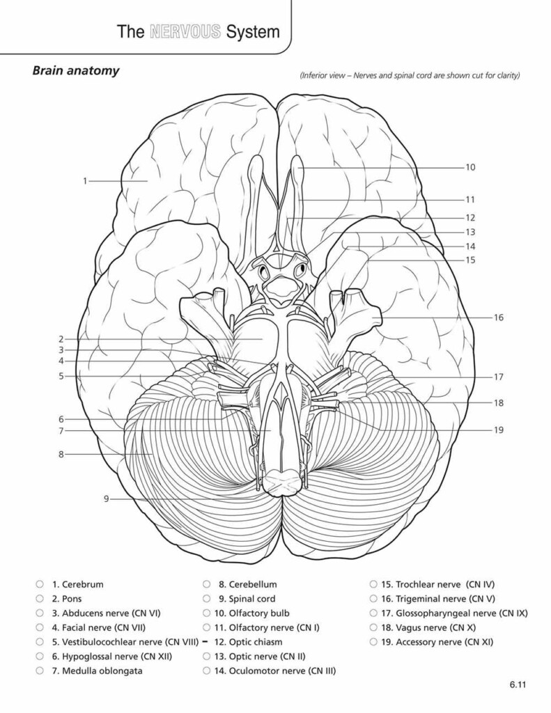 Unlocking The Answers To Chapter 13 Anatomy And Physiology Coloring 
