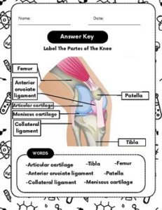 Unlocking The Complexity Of Human Knee Anatomy Educational Worksheet