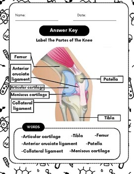 Unlocking The Complexity Of Human Knee Anatomy Educational Worksheet 