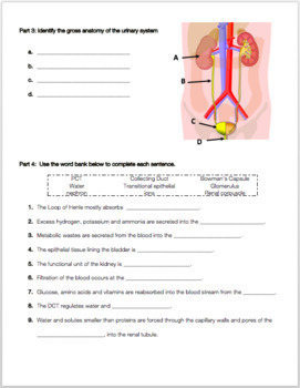 Urinary System Review Worksheet By Biology With Brynn And Jack TpT