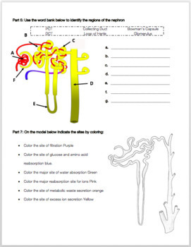 Urinary System Review Worksheet By Biology With Brynn And Jack TpT