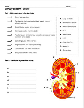 Urinary System Review Worksheet By Biology With Brynn And Jack TpT