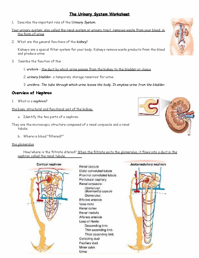 Urinary System Worksheet Tes