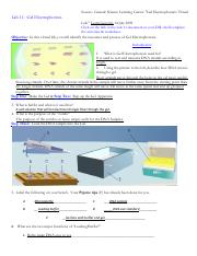 Utah Virtual Lab Lab 2 Worksheet pdf Source Genetic Science Learning 