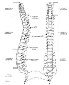 Vertebral Column Anatomy Worksheet