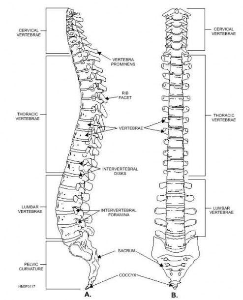 Vertebral Column Anatomy Worksheet