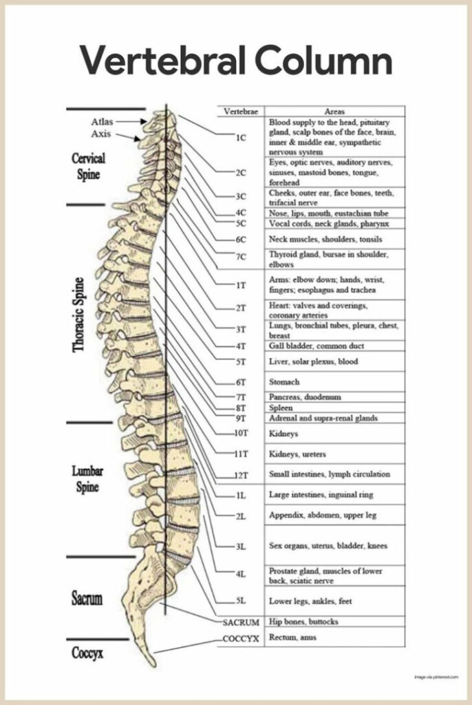 Vertebral Column Anatomy Worksheet Answers Anatomy Worksheets