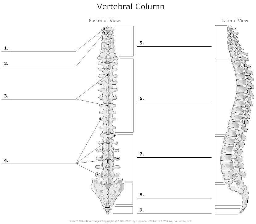 Vertebral Column And Rib Cage Anatomy Bones Anatomy Medical Anatomy