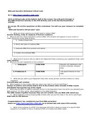 Virtual LabDNAworksheet docx DNA And Genetics Worksheet Virtual Labs 