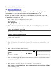Virtual LabDNAworksheet pdf DNA And Genetics Worksheet Virtual Labs