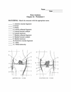 WA Central Kitsap School District Knee Anatomy Chapter 16 Worksheet 1