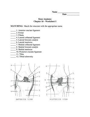 WA Central Kitsap School District Knee Anatomy Chapter 16 Worksheet 1 