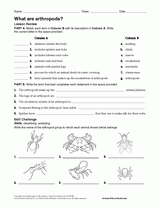 What Are Arthropods TeacherVision