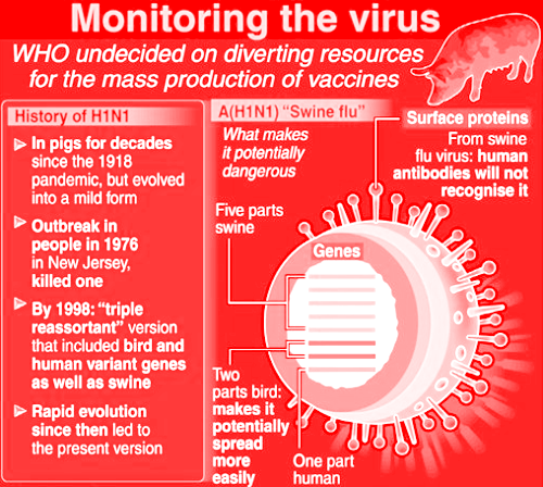What You Should Know About Swine Flu