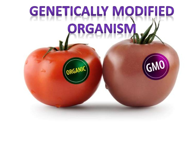 Why Are Genetically Modified Organisms Bad SiOWfa15 Science In Our 