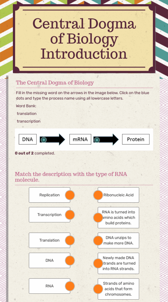 Wizer me Free Interactive Biology DNA Translation Transcription 
