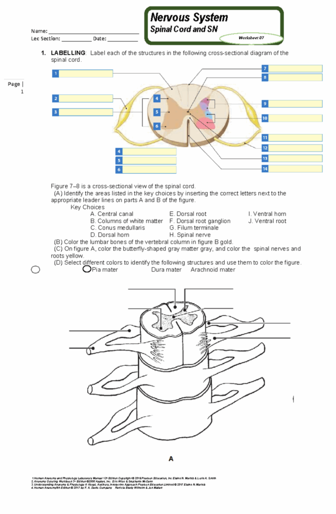 Worksheet 05 Nervous System Spinal Cord And Spinal Nerves Name