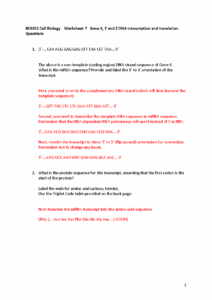 Worksheet 7 DNA Transcription And Translation Answers 2020 BIO152