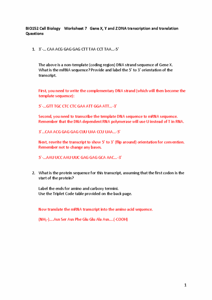 Worksheet 7 DNA Transcription And Translation Answers 2020 BIO152