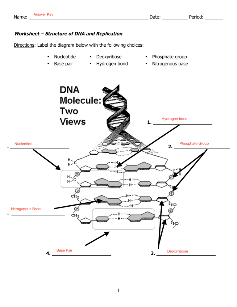 Worksheet dna structure and replication answer key