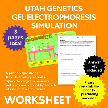 Worksheet For Utah Genetics Gel Electrophoresis Simulation By Learneo