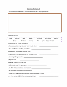 Worksheet Genetics Some Of The Basics