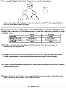 Worksheet Meiosis Sexual Reproduction EDITABLE TpT
