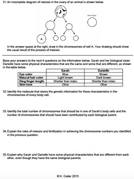 Worksheet Meiosis Sexual Reproduction EDITABLE TpT