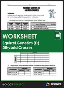 Worksheet Squirrel Genetics With Dihybrid Crosses Part D TPT