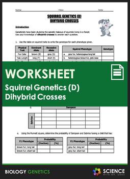 Worksheet Squirrel Genetics With Dihybrid Crosses Part D TPT
