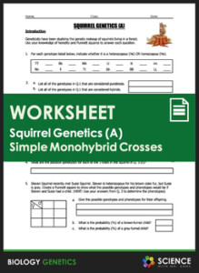 Worksheet Squirrel Genetics With Monohybrid Crosses Part A TpT