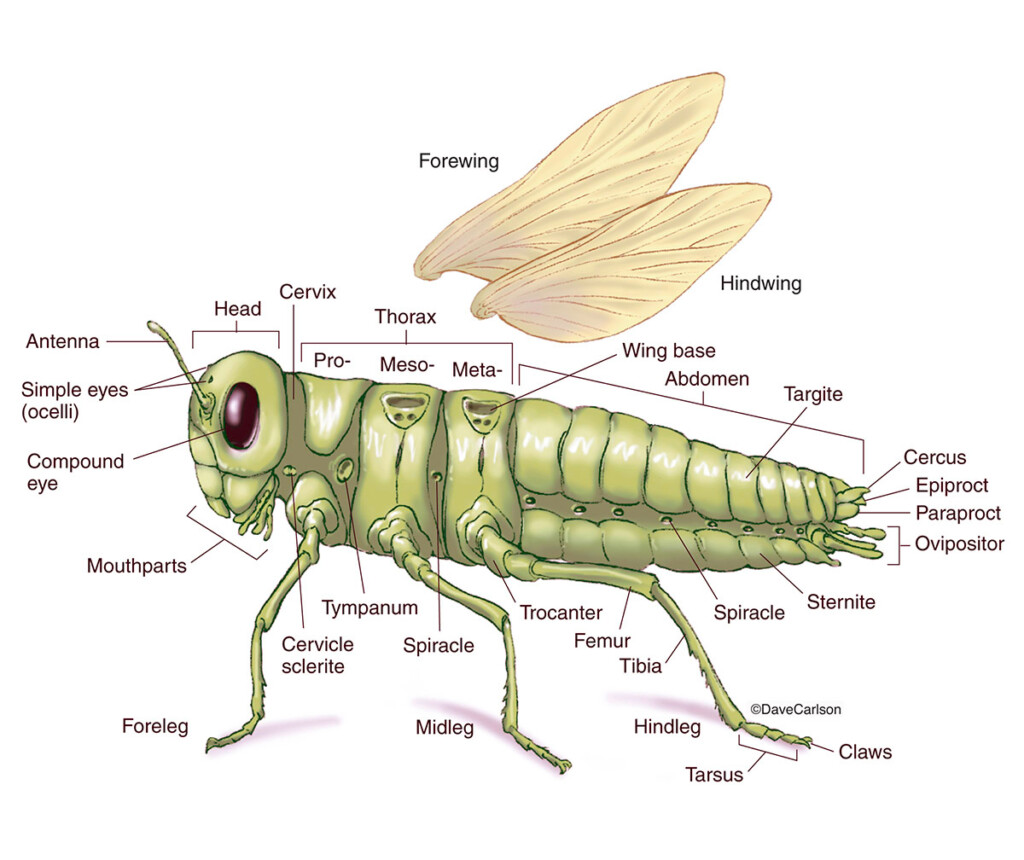 Worksheets About The Anatomy Of Insects