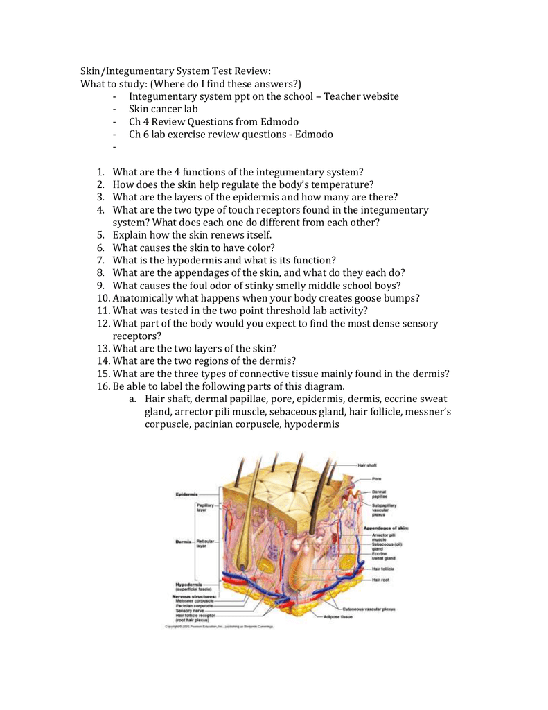Worksheets Integumentary System