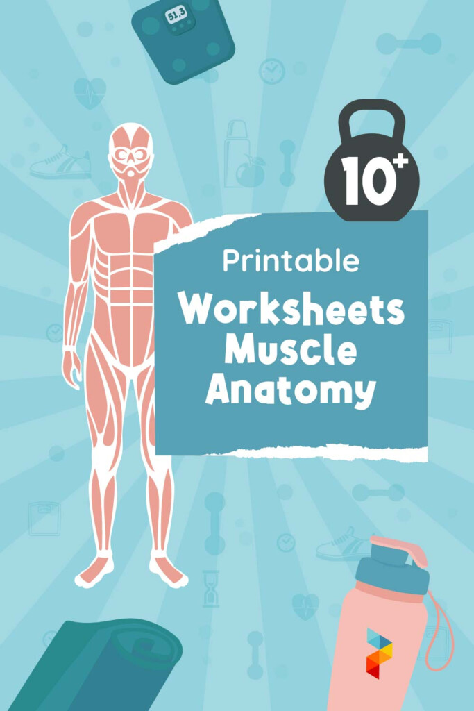 Worksheets Muscle Anatomy 10 Free PDF Printables Printablee