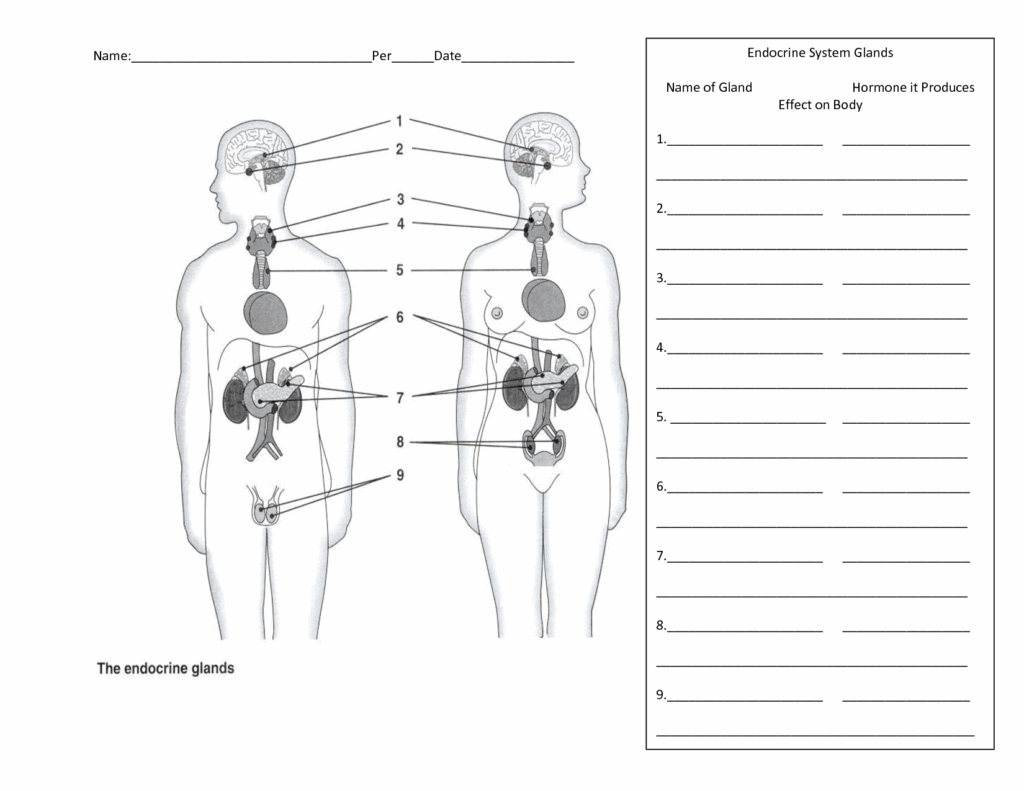 Worksheets On Endocrine System