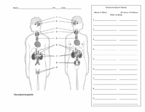 Worksheets On Endocrine System