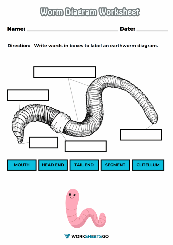 Worm Worksheet Kindergarten