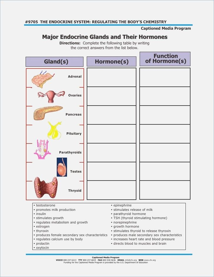 Your Endocrine System Worksheet 953935 Free Worksheets Samples 