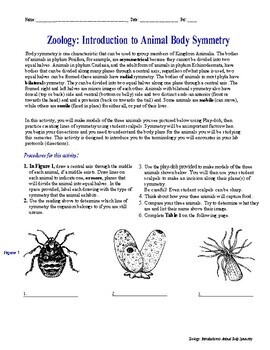 Zoology Body Symmetry Activity By BioDiva Teachers Pay Teachers