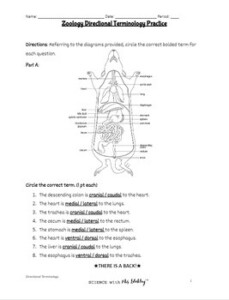 Zoology Directional Terminology Practice Worksheet By Science With Mrs