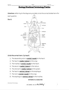 Zoology Directional Terminology Practice Worksheet By Science With Mrs 
